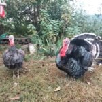 boli frecvente la curcani
