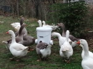 Read more about the article Forța verde a fermei: gâștele domestice și rolul lor versatil